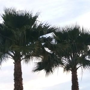 Meet your Posher, Celeste